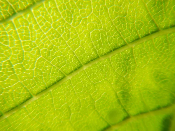 Textura Hoja Verde Cerca — Foto de Stock