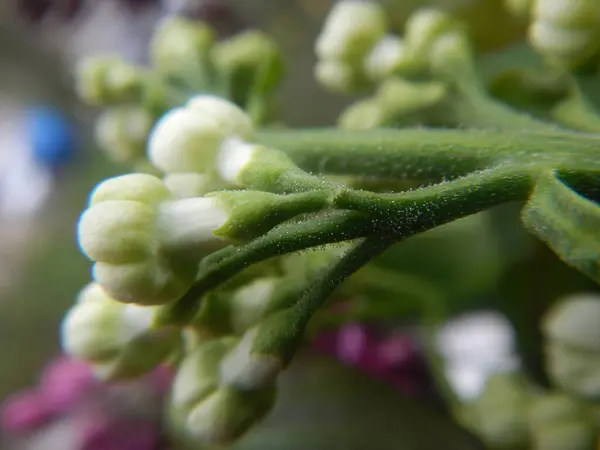Güzel leylak, çiçek kavramı.