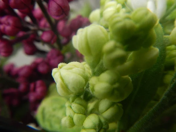 Güzel leylak, çiçek kavramı.