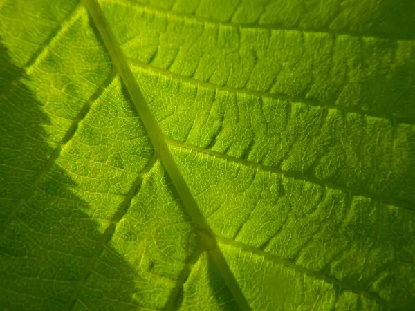 Sfondo Foglia Verde Vicino — Foto Stock