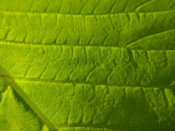 Green Leaf Close Background — Stock Photo, Image