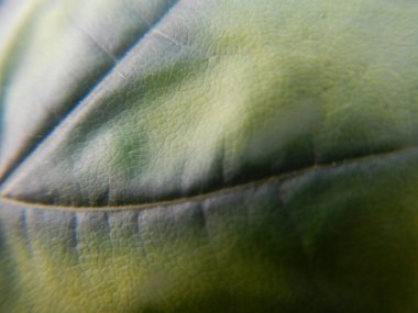 Yeşil yaprağın yakın görüntüsü ve açık yeşilden koyu yeşile doğru gradyanı