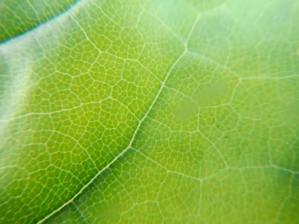 Yeşil Yaprağın Yakın Görüntüsü Açık Yeşilden Koyu Yeşile Doğru Gradyanı — Stok fotoğraf