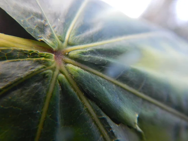 Закрытый Вид Зеленый Лист Пылью — стоковое фото