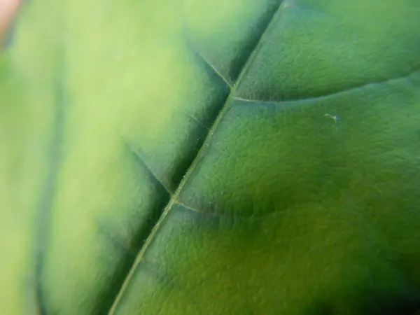 녹색에서 어두운 녹색으로 그라디언트의 가까운 — 스톡 사진