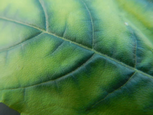 Yeşil Yaprağın Yakın Görüntüsü Açık Yeşilden Koyu Yeşile Doğru Gradyanı — Stok fotoğraf