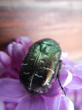 Büyük yeşil bir böcek olan Cetonia aurata mor ve mor bir leylak çiçeğinin üzerinde oturur.