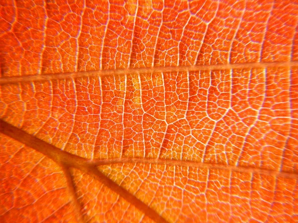 Μακροσκοπική Λήψη Κόκκινου Φύλλου — Φωτογραφία Αρχείου