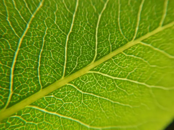 Πράσινο Φόντο Υφή Φύλλου Μακροσκοπική Προβολή — Φωτογραφία Αρχείου
