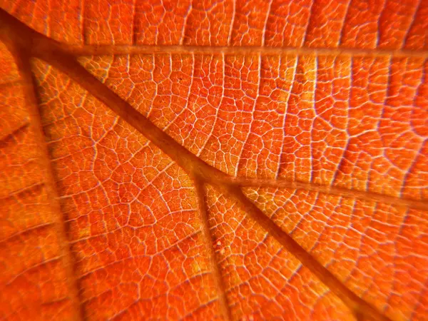 Red Leaf Texture Macro Shot — Stock Photo, Image
