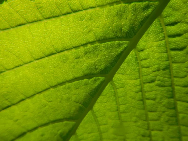 Green Leaf Texture Abstract Background — Stock Photo, Image