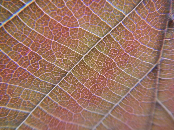 Macro Photo Autumn Leaf — Stock Photo, Image
