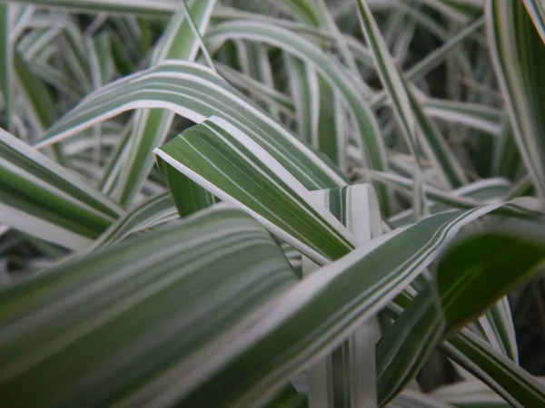Зелена Біла Текстура Фону Трави — стокове фото