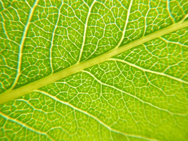 Macro Textura Fundo Folha Verde — Fotografia de Stock