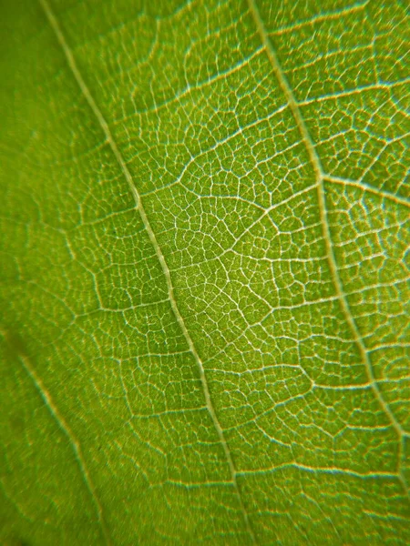 Макро Фото Текстуры Зеленого Листа — стоковое фото