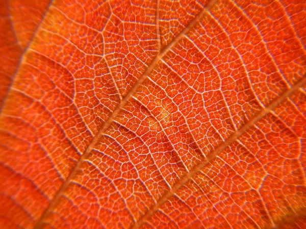 Foto Makro Dari Latar Belakang Tekstur Daun Merah — Stok Foto
