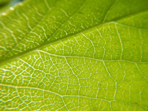 Макро Зелёного Листа — стоковое фото