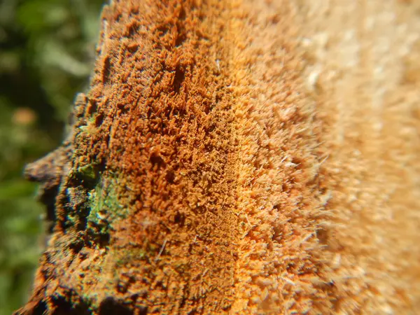 Makro Snímek Dřevěné Textury Lese — Stock fotografie