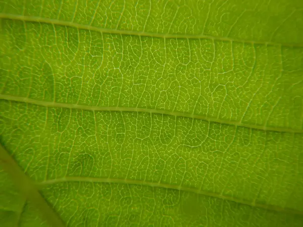 Texture Leaf Macro — Stock Photo, Image