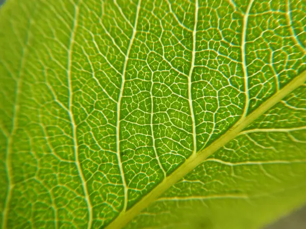 Μακροεντολή Από Ένα Πράσινο Φύλλο — Φωτογραφία Αρχείου