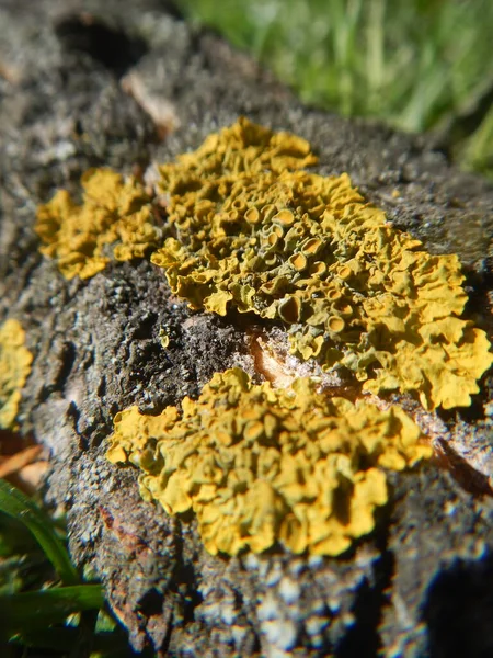 Sonbaharda parkta ağaçta sarı mantar