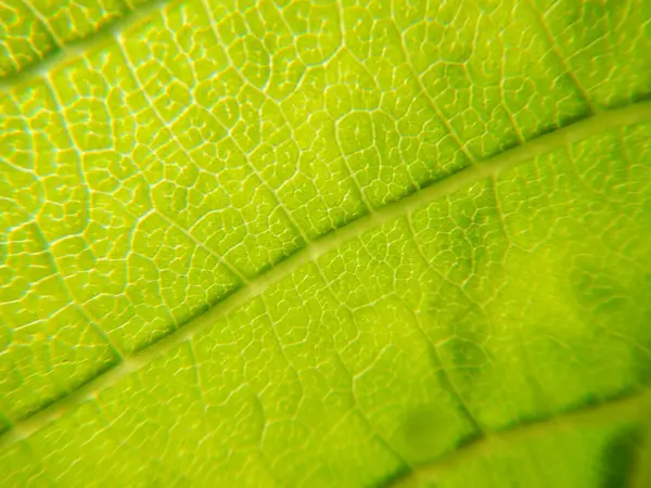 Fundo Textura Folha Verde Perto — Fotografia de Stock
