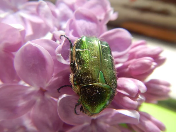 a large green beetle Cetonia aurata  sits on a purple and violet lilac flower