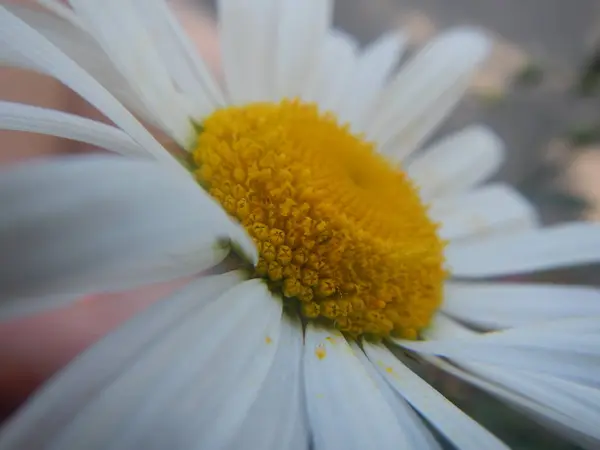Indah Daisy Taman — Stok Foto