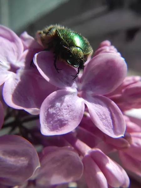 Büyük yeşil bir böcek olan Cetonia aurata mor ve mor bir leylak çiçeğinin üzerinde oturur.
