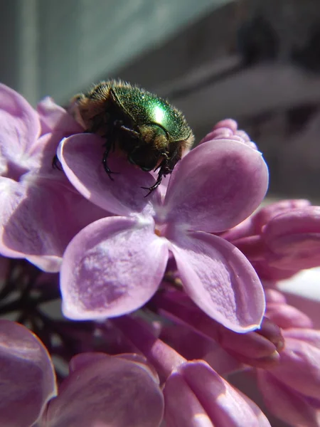 Büyük yeşil bir böcek olan Cetonia aurata mor ve mor bir leylak çiçeğinin üzerinde oturur.