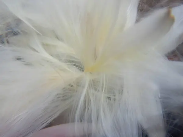 White Fluffy Dandelion Macro — Stock Photo, Image