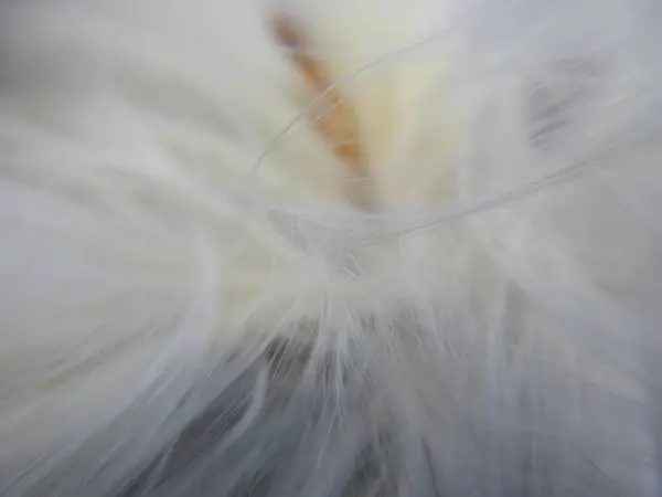 beyaz tüylü karahindiba içinde makro