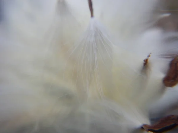 Белый Пушистый Одуванчик Макро — стоковое фото