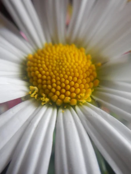 Schöne Gänseblümchen Garten — Stockfoto