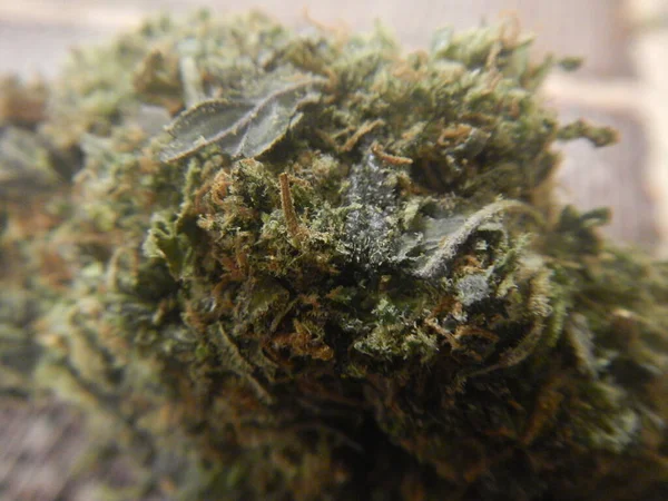 Makro Pohled Marihuanový List Zeleným Listovým Plevelem — Stock fotografie