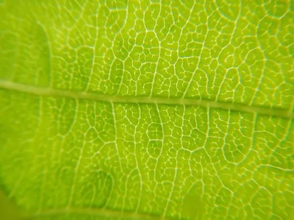 Textura Folha Verde Conceito Natureza Ambiente Ecologia Ambiente — Fotografia de Stock
