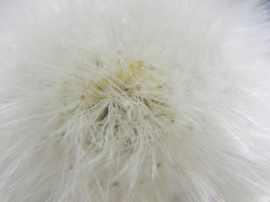 Beyaz kabarık Karahindiba çiçeği