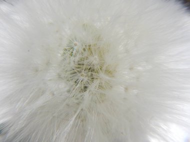 Bir karahindiba makro çekim