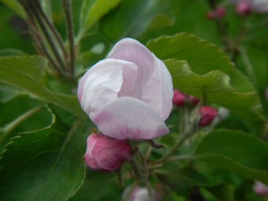 Çiçek açan ağaçlar elma, kiraz ve kayısı