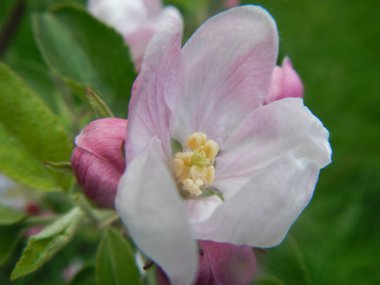 Çiçek açan ağaçlar elma, kiraz ve kayısı