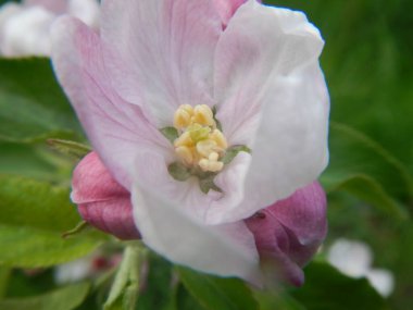 Çiçek açan ağaçlar elma, kiraz ve kayısı