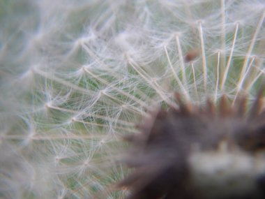 Bir karahindibaya yakın.