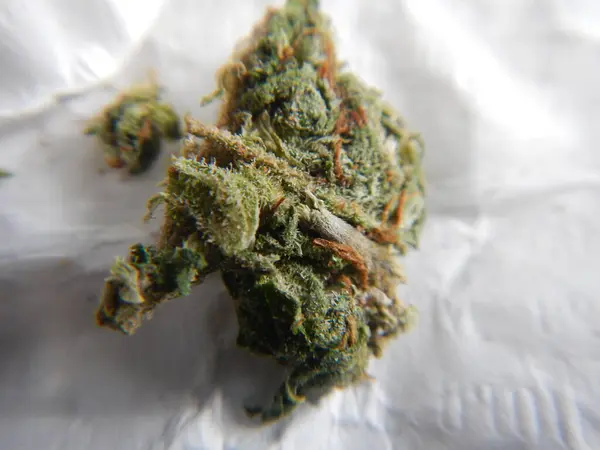 Kannabisz Levél Marihuána Makró Közelről — Stock Fotó