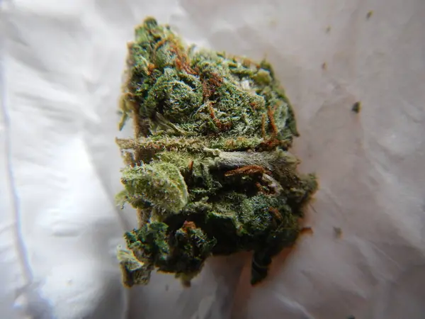 Macro Marijuana Bourgeon Cannabis Bourgeon Herbe — Photo