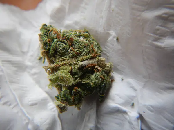 Cannabis Knoppar Vit Bakgrund — Stockfoto
