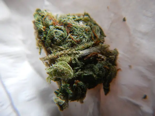 医用大麻大麻 — 图库照片