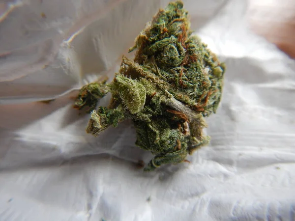 Marijuana Germogli Cannabis Macro Primo Piano — Foto Stock