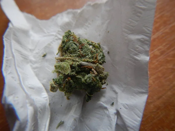 Germogli Marijuana Vicino — Foto Stock