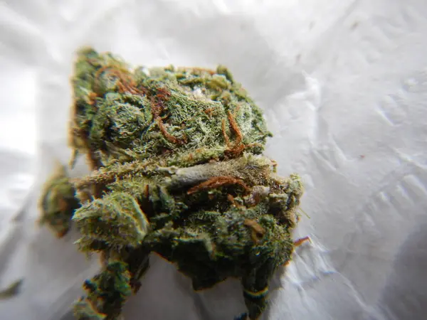 Μαριχουάνα Μπουμπούκια Και Κάνναβη Λουλούδι Ναρκωτικά Έννοια Εθισμού — Φωτογραφία Αρχείου