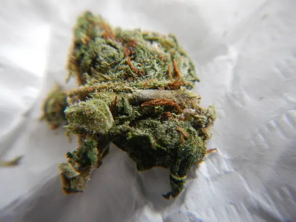 マリファナ大麻の芽と花が近づいている — ストック写真